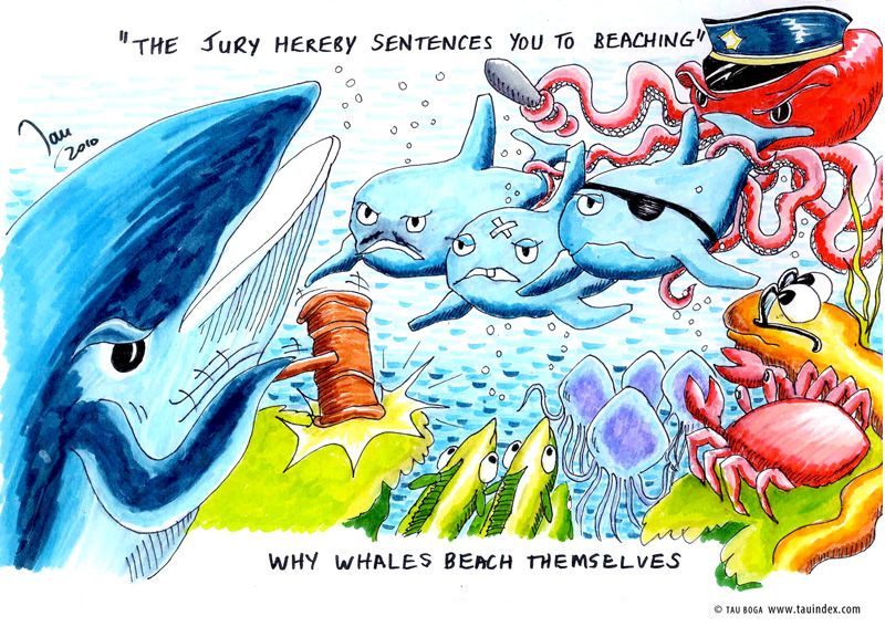 6-whales-other-tau-boga